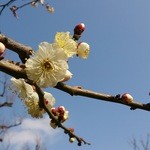 アルパジョン - 羽根木公園の梅