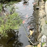 きっする食堂 - 暖かくなってきて、水路の鯉も活発に