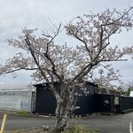 きっする食堂 - 桜も満開でした