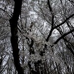 宇田川 紫扇 - 