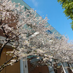 YORIMICHI Odaiba - お台場の桜並木