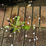 YORIMICHI Odaiba - タンポポの上に桜の花びら