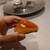 ASAHINA Gastronome - 料理写真:
