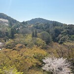 Kyo Yuba Mitakyu Kiyomizu ten - Kiyomizu Temple and Cherry Blossoms