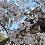 Kyo Yuba Mitakyu Kiyomizu ten - Kiyomizu Temple and Cherry Blossoms