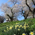スローベリィ - 足羽川の桜並木