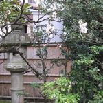 竹情荘 - 中庭の白梅(2015.02)