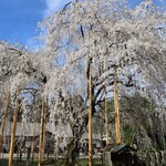 羽二重茶寮 - 足羽神社のしだれ桜