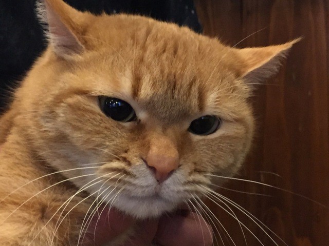 そば処三浦屋 - 鶴岡（そば）の写真