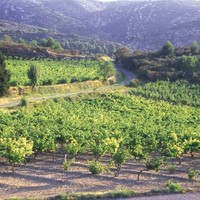ラングドック＆ルーション地方：量産地だが、近年革新の風が吹き荒れている。