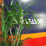 フォーシーズン - 2015年2月