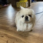 ペットの魔法カフェ - 料理写真: