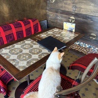 猫喫茶 ネコブ_2