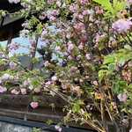 焼鶏あきら - 