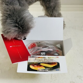 クランベリー_1