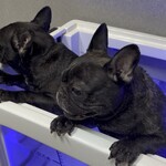 HOMELAND OME - ドッグスパも完備　愛犬と１日過ごせるドッグカフェです。