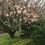 ラピュタファーム - 2015年3月1日