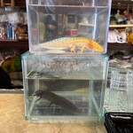 ポエム - お店のマスコットのウーパールーパー