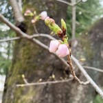 豊島屋 - 