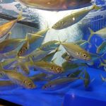 いけす創作 千彩 - 内観（第一回訪問）