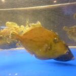 いけす創作 千彩 - 内観（第一回訪問）