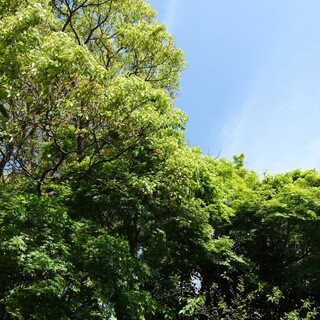 惣 common_1