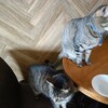 ほごねこカフェ ねこのす 千葉みなと館