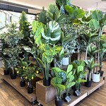 珈琲工房いしかわ - イートイン前の観葉植物コーナー
