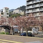 ジョナサン - 振り返れば桜並木？ 河津桜？