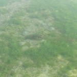 みんなのコーヒー - 潮溜まりにアマモが生えているのです。