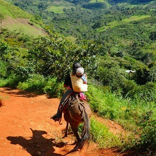 白金台珈琲 Kuromimi Lapin_2