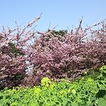 食堂 すみ - 初島公園　菜の花と桜のコントラスト　きれい♪