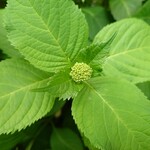 スターバックスコーヒー - もう　紫陽花の　季節になりますね　