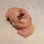 すし家 - Ｈ27.3 煮蛤