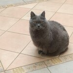 パティスリー オベイサン - コシャルです。写真が足りないので借りだされたニャ。
