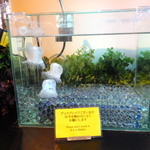 カフェトスカ - 