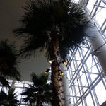 カフェトスカ - 