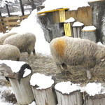 オフィシャルステーション - こども動物園　触って良い羊さん　５　食事中も触ってオーケー【　２０１５年３月　】