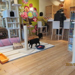 Cat Cafe Nekobiyaka - きれいな店内です