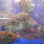 マルトモ水産 鮮魚市場 - 