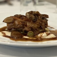 Pigeon - 