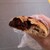 Flip up!2 - 料理写真: