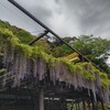 ベーカリー＆テーブル 東府や 足湯カフェ - 藤棚