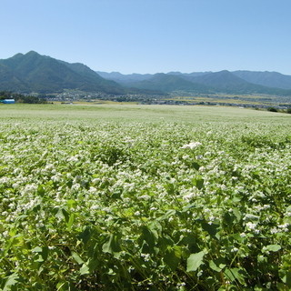 自社栽培に取り組む事で、安心安全の『信州蕎麦』をご提供。