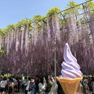 あじさい_1
