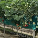 FARM PATISSERIE LE FUKASAKU - イチゴ　ハウスの中