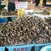 魚売場　森田水産 那珂湊魚市場前