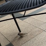 ザ マンダリン オリエンタル グルメショップ - クロワッサンはかなりパリパリでこぼれるのでスズメさんが寄ってきます
