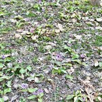 アソベの森 いわき荘 - 