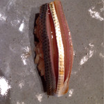 すゝき野 鮨金 - 